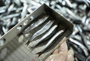 Avc�l�k denetimlerinde ceza ya�d�