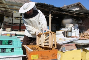 Bu se�imde kazanan� 'ar�lar' belirle