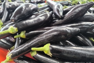 Patl�can�n tad� ka�t�!