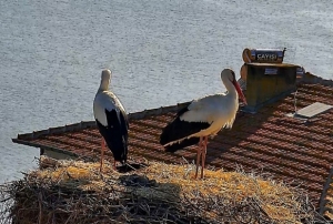 Yaren, Nazl�'s�na kavu�tu