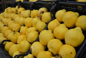 Ayvay� bu sene ayaz vurdu, fiyatlar f�rlad�