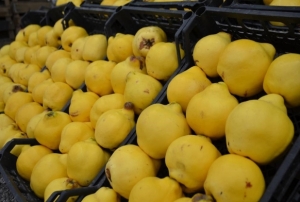 Ayvay� yiyemedik...