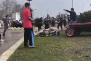 Atını sopa ve tekmeyle bayılttı