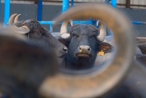 Süt verimi 2 bin litreye çıktı