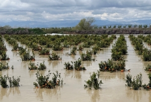 Yağışlar tarım arazilerini vurdu