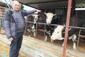 Kurbanlık satışları başladı!