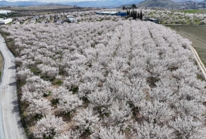 Kay�s� bah�eleri havadan g�r�nt�lendi