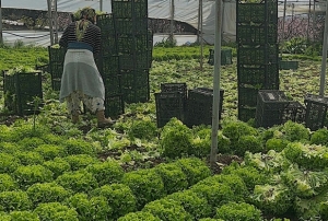 'Kıvırcık' bu yıl güldürdü