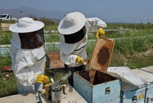 Kuyucak'tan dünyaya kovan ihracatı