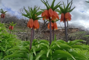 Baharın hüzünlü çiçeği...