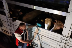 Kurban Bayramı öncesi yoğun mesai