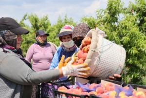 Erkenci şeftali hasadı başladı