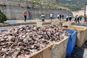 15 ton balık atığı yola saçıldı