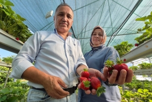 Emekli çiftin çilek mesaisi