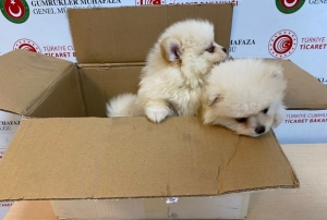 Pomeranian cinsi k�pek yavrusu ele g