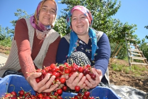 Demirci kirazında hasat başladı
