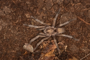Yeni bir tarantula cinsi kaydedildi