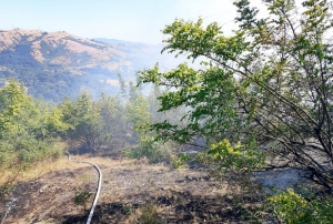Yangında 85 arı sandığı kül oldu