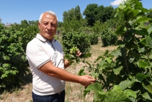 Bozk�r�n ortas�nda f�nd�k yeti�tirdi