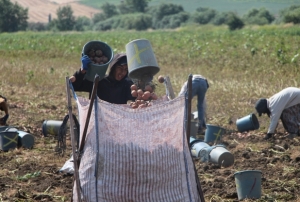 130 bin ton rekolte bekleniyor