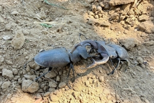 Geyik böceği Gördes'te görüldü