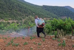 Çekirgeler üreticinin kabusu oldu