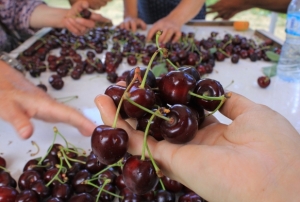 ABD ve Avrupa kirazda bu aromayı özellikle istiyor