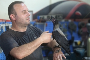 Karga ile tamircinin sıradışı dostluğu