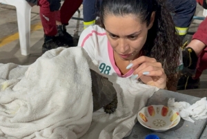 Kaplumbağa için zamanla yarışıldı