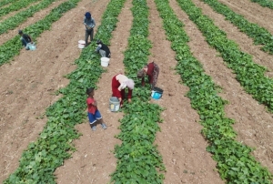 Sıcağa karşı hasat mücadelesi