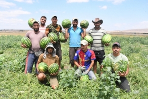 34 derece sıcakta karpuz hasadı
