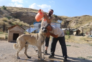 Anadolu aslanlar�, k��� �zlemle bekliyor