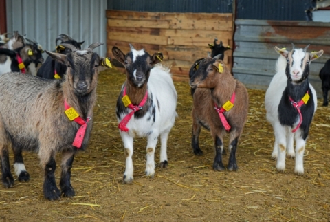 Evcil hayvanlara yeni alternatif