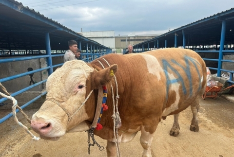 �ampiyon g�r�c�ye ��kt�: 1,2 ton