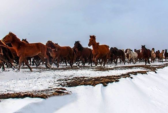 Ylk atlar a kalnca kye kadar indi