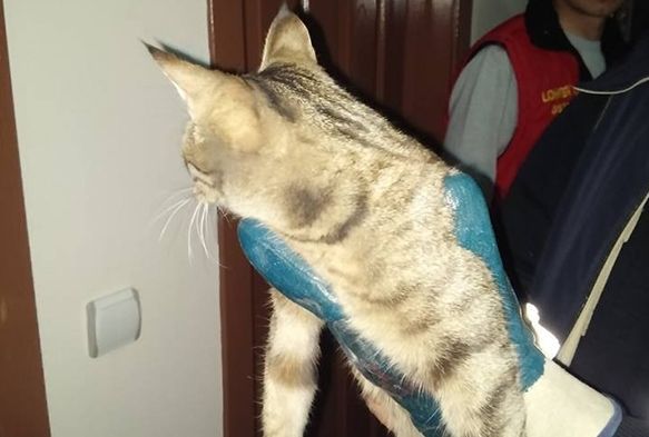 Havalandrma boluuna skan kedi kurtarld