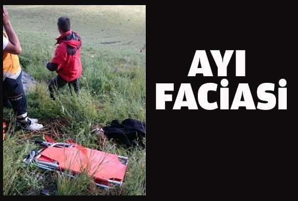 Ayı faciası! Ölüler ve yaralılar var...