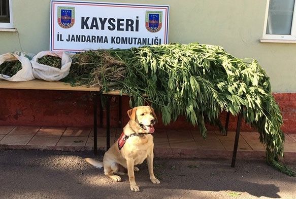 Jandarma’dan uyuşturucu operasyonu