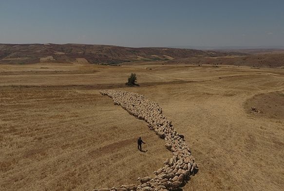 Küçükbaş Hayvanlar Kimliklendiriliyor