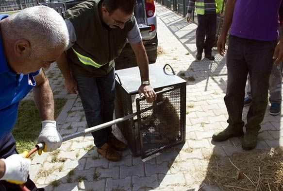  Tedavileri tamamlanan kurtlar yeniden doaya brakld