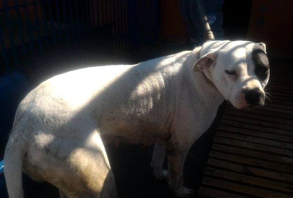  Pitbull ve Dogo cins kpek yetitirene 16 bin TL ceza kesildi