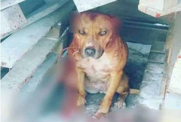 Köpeğe eziyete 2 bin 121 TL para cezası