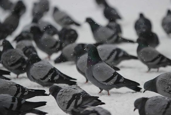 Kayseri'de Kar Ya Etkili Oldu
