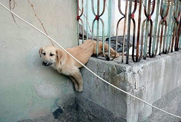 Demir korkuluklara sıkışan köpeği itfaiye kurtardı