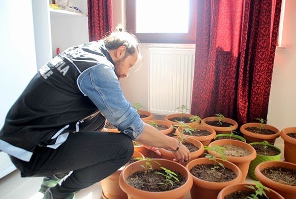 Saksıda Hint keneviri, duvarda bonzai ağacı tablosu