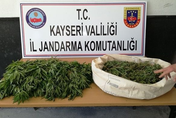 Pınarbaşı'nda kenevir ele geçirildi
