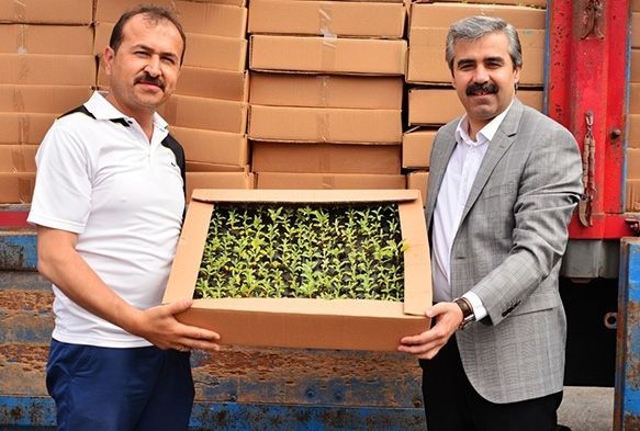 83 Bin Adet Tıbbi ve Aromatik Bitki Dağıtım Töreni Yapıldı