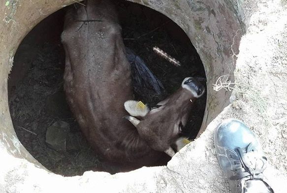 Kuyuya düşen ineği itfaiye kurtardı