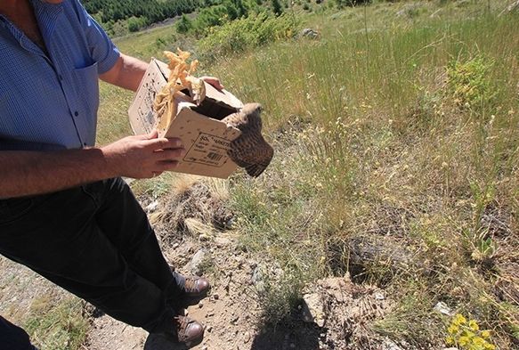 Tedavileri tamamlanan kuşlar doğaya bırakıldı