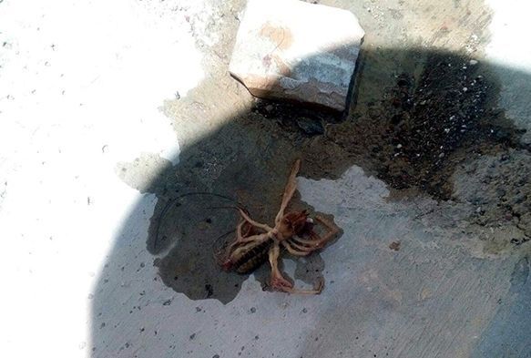 Sarıkız örümceği uykusuz bırakıyor
